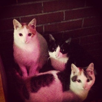 猫いっぱい＾＾
