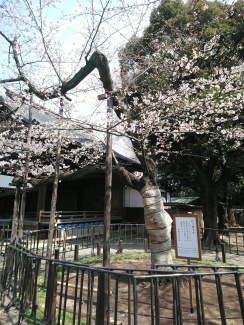 桜